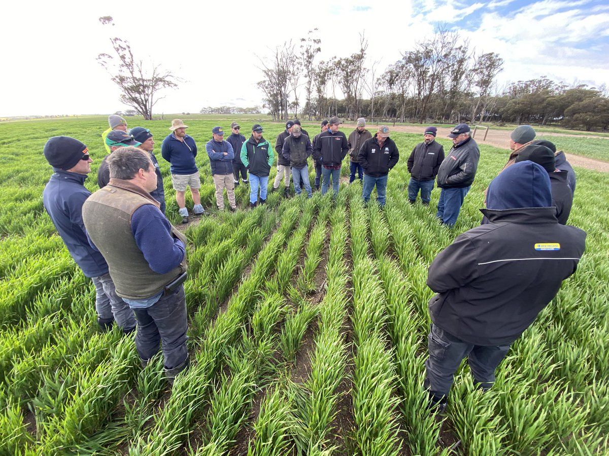 David Pfeiffer tweet media