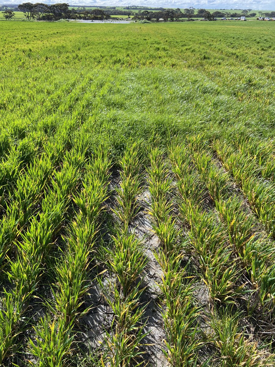 David Pfeiffer tweet media