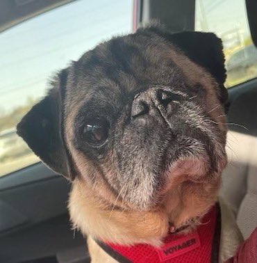 DFWPugRescue's tweet photo. Meet Barton, a playful, velcro senior who wants to be with you, by you! He came to us missing an eye, His vision in his other eye may be slightly impaired but he gets around just fine. He is crate trained and house trained but needs to go outside often. Available for adoption! https://t.co/dMaTE0jWp3