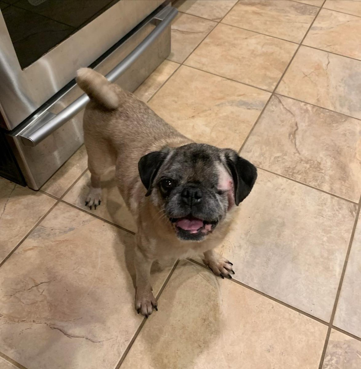 DFWPugRescue's tweet photo. Meet Barton, a playful, velcro senior who wants to be with you, by you! He came to us missing an eye, His vision in his other eye may be slightly impaired but he gets around just fine. He is crate trained and house trained but needs to go outside often. Available for adoption! https://t.co/dMaTE0jWp3
