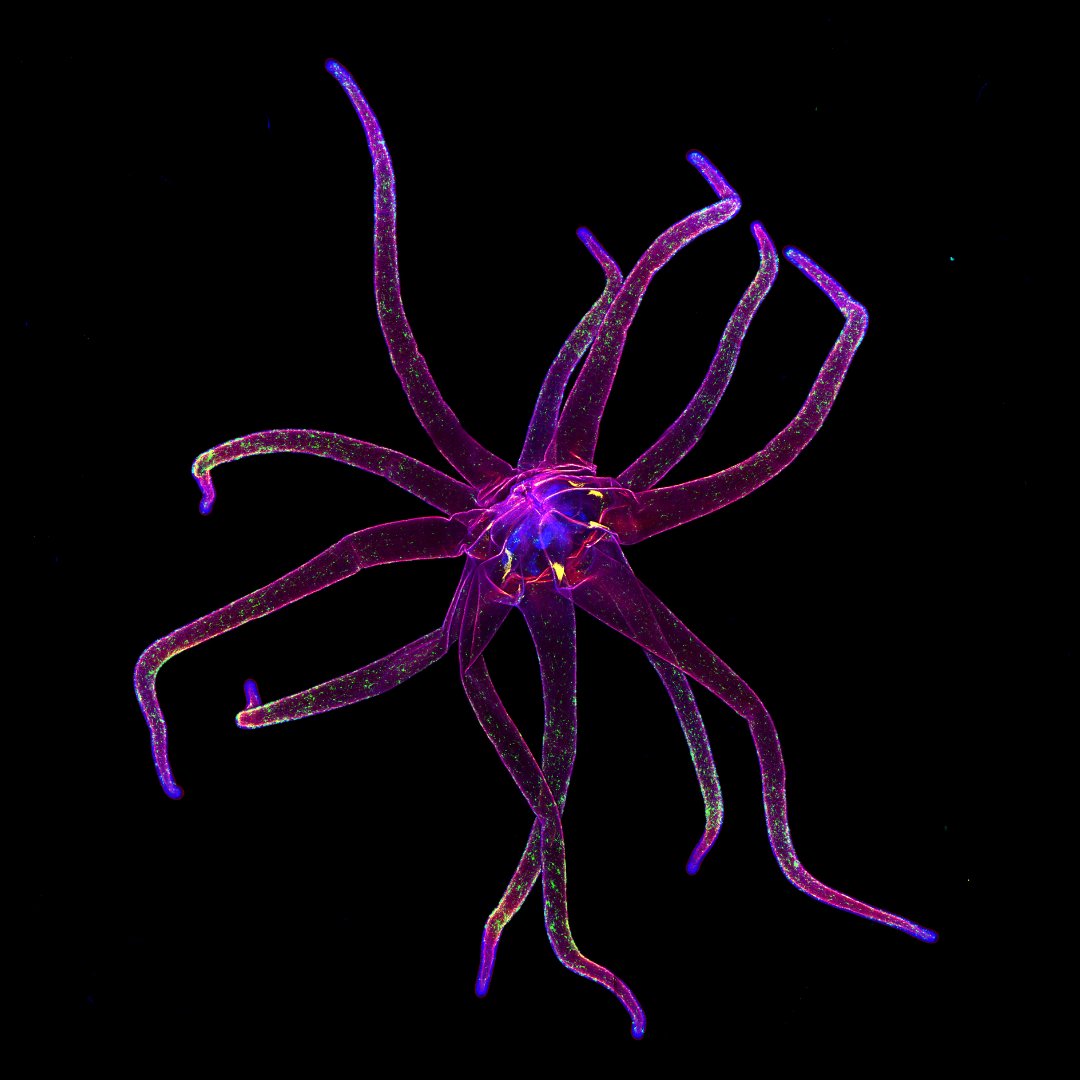 Stowers Institute (@sciencestowers) on Twitter photo This week's #MicroscopyMonday shows the head region of a sea anemone, with #neurons labeled with fluorescent protein. Despite its seemingly simple body plan, the sea anemone possesses a rather sophisticated cellular composition. Image author: Shuonan He (<a href="/Gibson_Lab/">Gibson Lab</a>) #innovation This week's #MicroscopyMonday shows the head region of a sea anemone, with #neurons labeled with fluorescent protein. Despite its seemingly simple body plan, the sea anemone possesses a rather sophisticated cellular composition. Image author: Shuonan He (<a href="/Gibson_Lab/">Gibson Lab</a>) #innovation