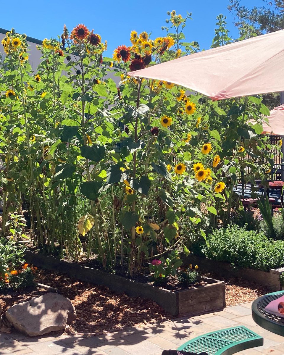SRVUSD1's tweet photo. Positive messages, school gardens, and students engaging together. These are a few of the many amazing things our team saw last week while out visiting schools. What will they see this week? #YouMatter #StudentsEngaged #DeepLearning #GardensAtSchool #SRVUSDisthePlaceToBe https://t.co/VkLwzYWmmh