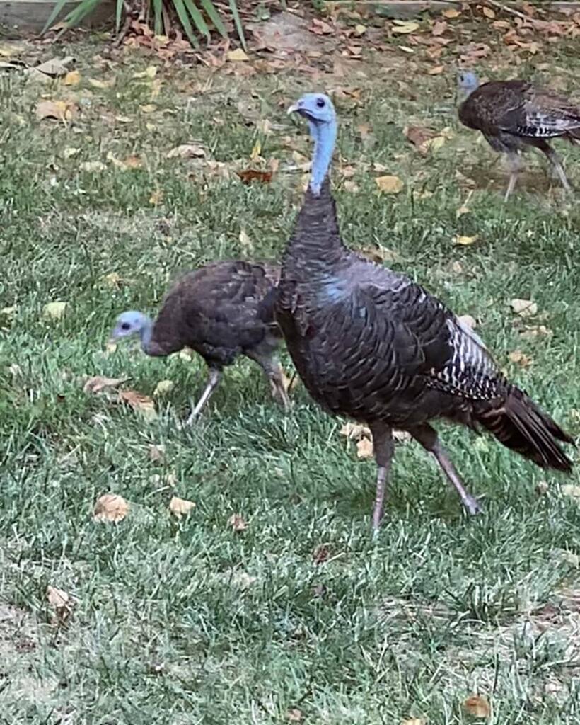 emh2625's tweet photo. Mom turkey and three of her now large children came strolling through my yard just now - such a welcome interruption! #turkey #turkeysofinstagram #turkeyfamily #myyard #mysideyard #nashville #brentwoodtn #emichaelmusic https://t.co/fZHSAC1bz1 https://t.co/JPM3PM5VTf