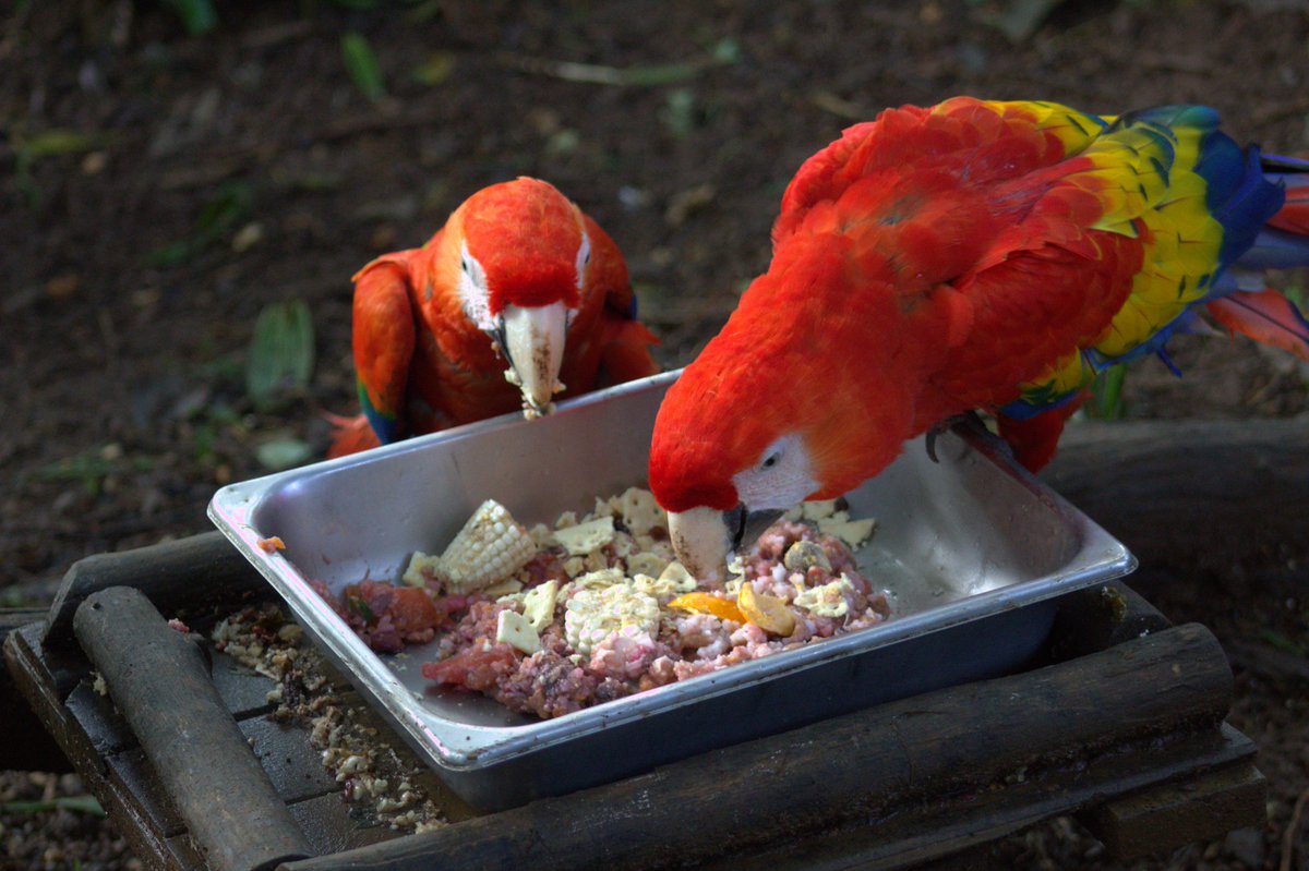 PITA POR COSTA RICA tweet media