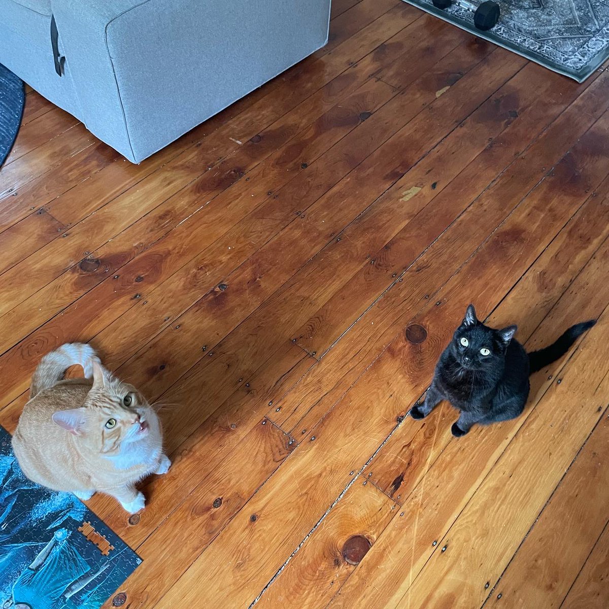 mimi_miranderr's tweet photo. TÍK TÖK SNICC SNACC O’CLOCK ‼️🍤‼️

#snacktime #shrimpyshrimpflavor #catsofinstagram #mondaymotivation #themeemster #alverino https://t.co/2Qrpf7RDnd