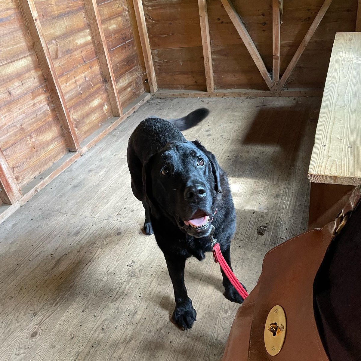 bigbaddoctor's tweet photo. Lovely bird watching kind of a morning and lunch @MereSandsWood
Teddy welcome on a lead and the café is excellent with its own 🐶🍦
#meresandswood #dog #DogsofTwittter #LabradorRetriever #TeddyThompson https://t.co/bI38t8UmTB