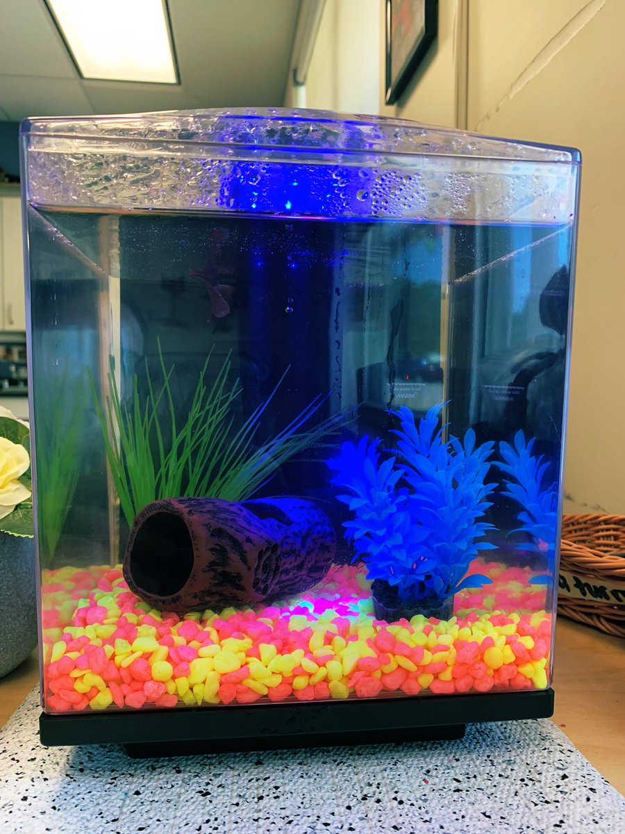 SaraBrigley's tweet photo. Our fish friend is excited to meet some new friends! 🐠 @MsShannonNQCSPP @NQspartans @ssrcepreprimary https://t.co/lJH1ueOZ4T