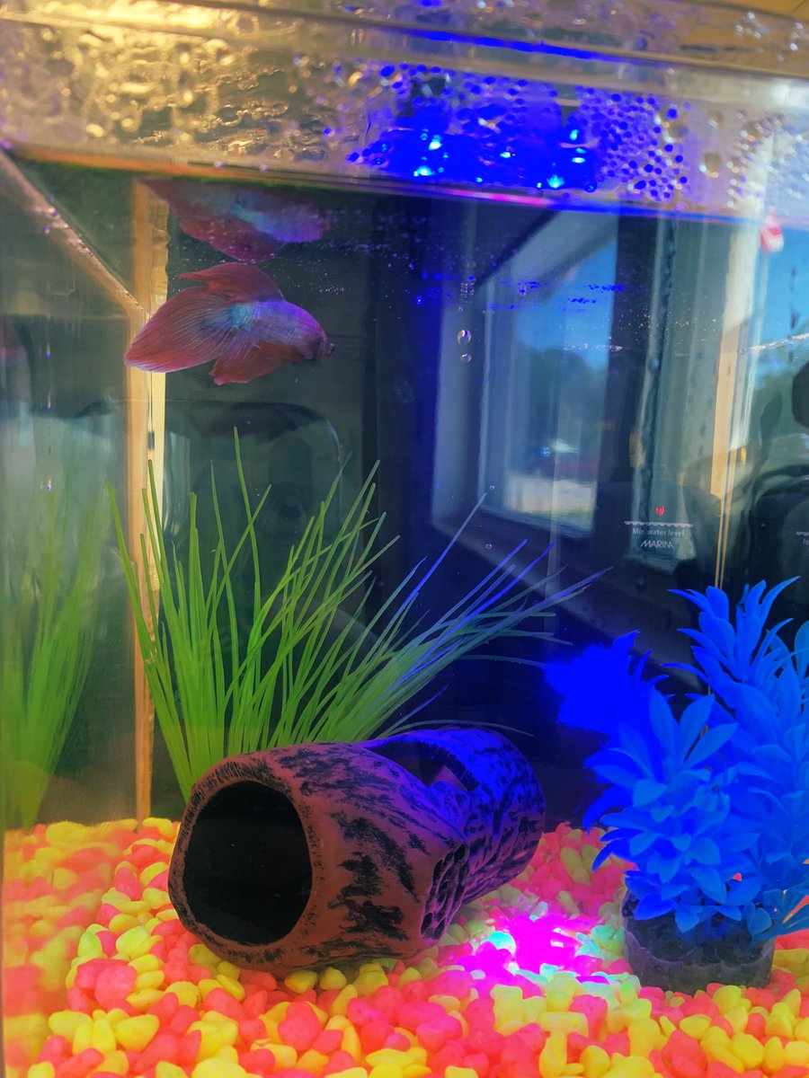 SaraBrigley's tweet photo. Our fish friend is excited to meet some new friends! 🐠 @MsShannonNQCSPP @NQspartans @ssrcepreprimary https://t.co/lJH1ueOZ4T