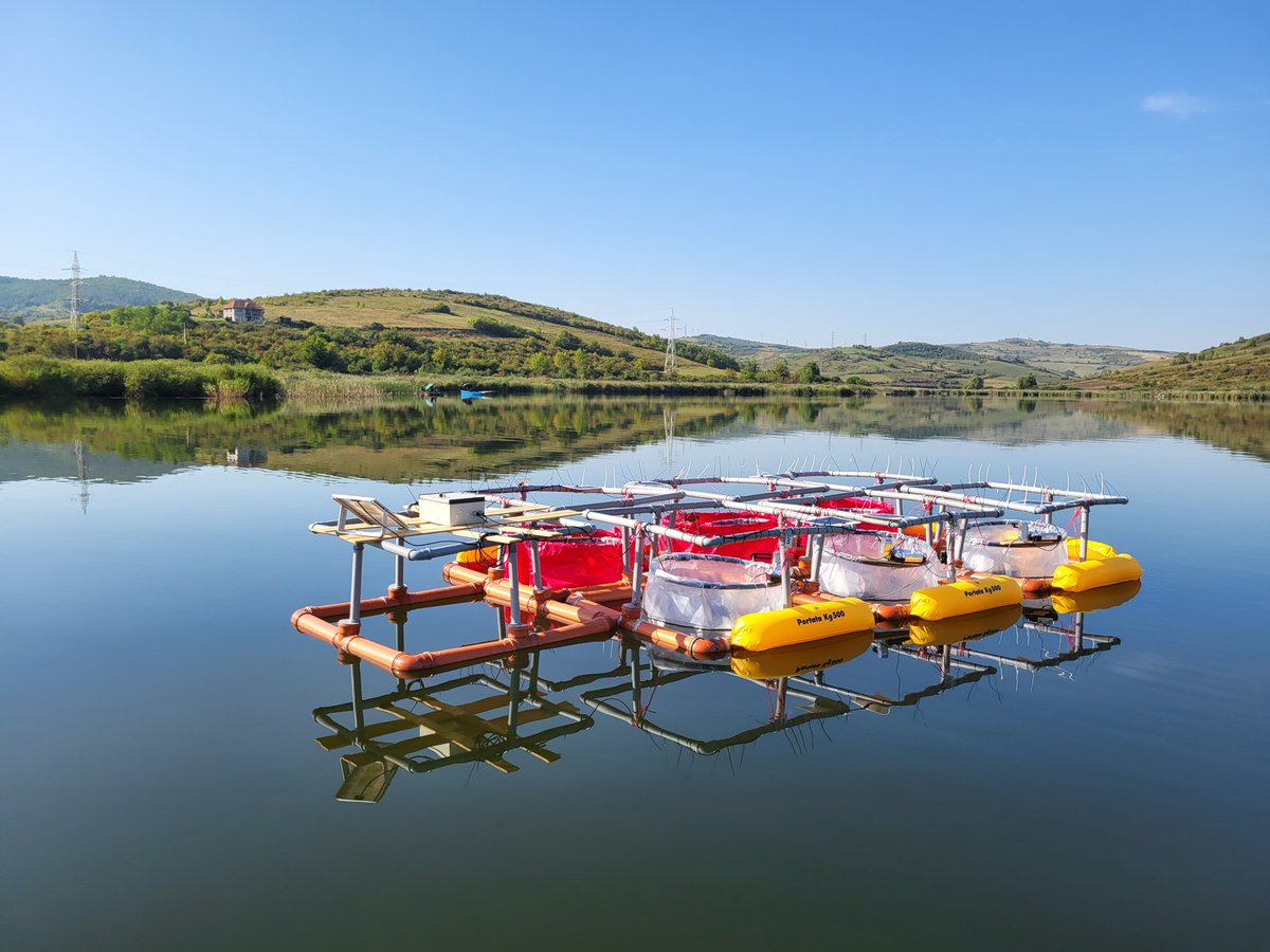 B_Druga's tweet photo. Starting the first lake mesocosm experiments in Romania, ever! Looking into the importance of water stratification and heat adaptation in algae, in the context of the food web. @MStockenreiter  @aquacosm @LMU_Muenchen @LakeGroupAU @EtiLeviK #MesoPike https://t.co/Rx8oadvhd5