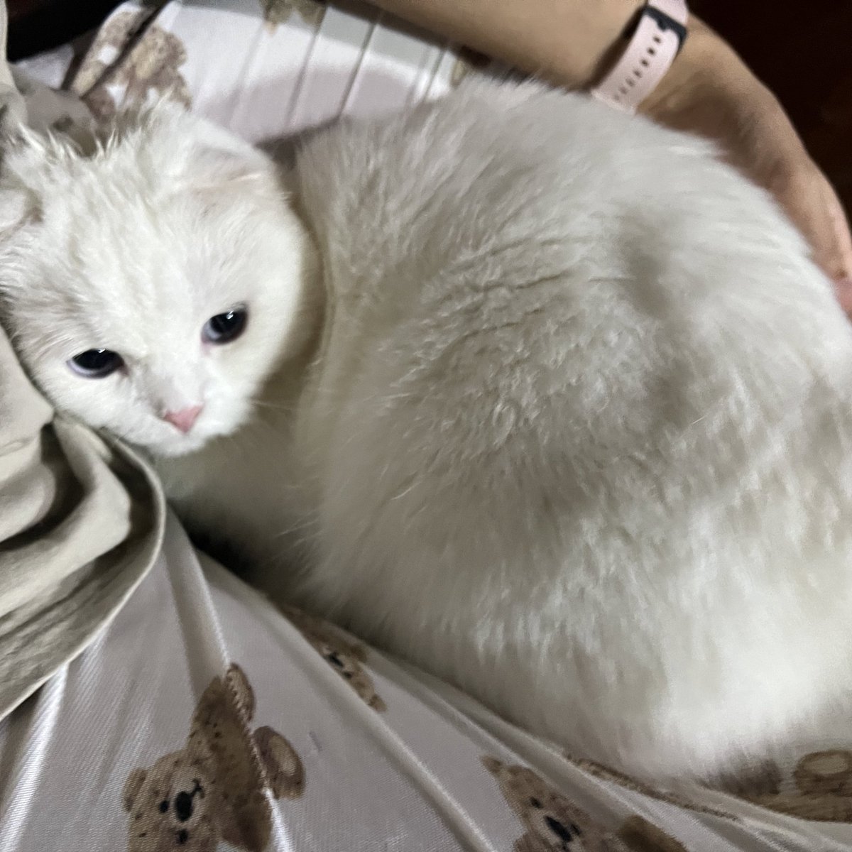 ૮꒰˵• ﻌ •˵꒱ა tweet media