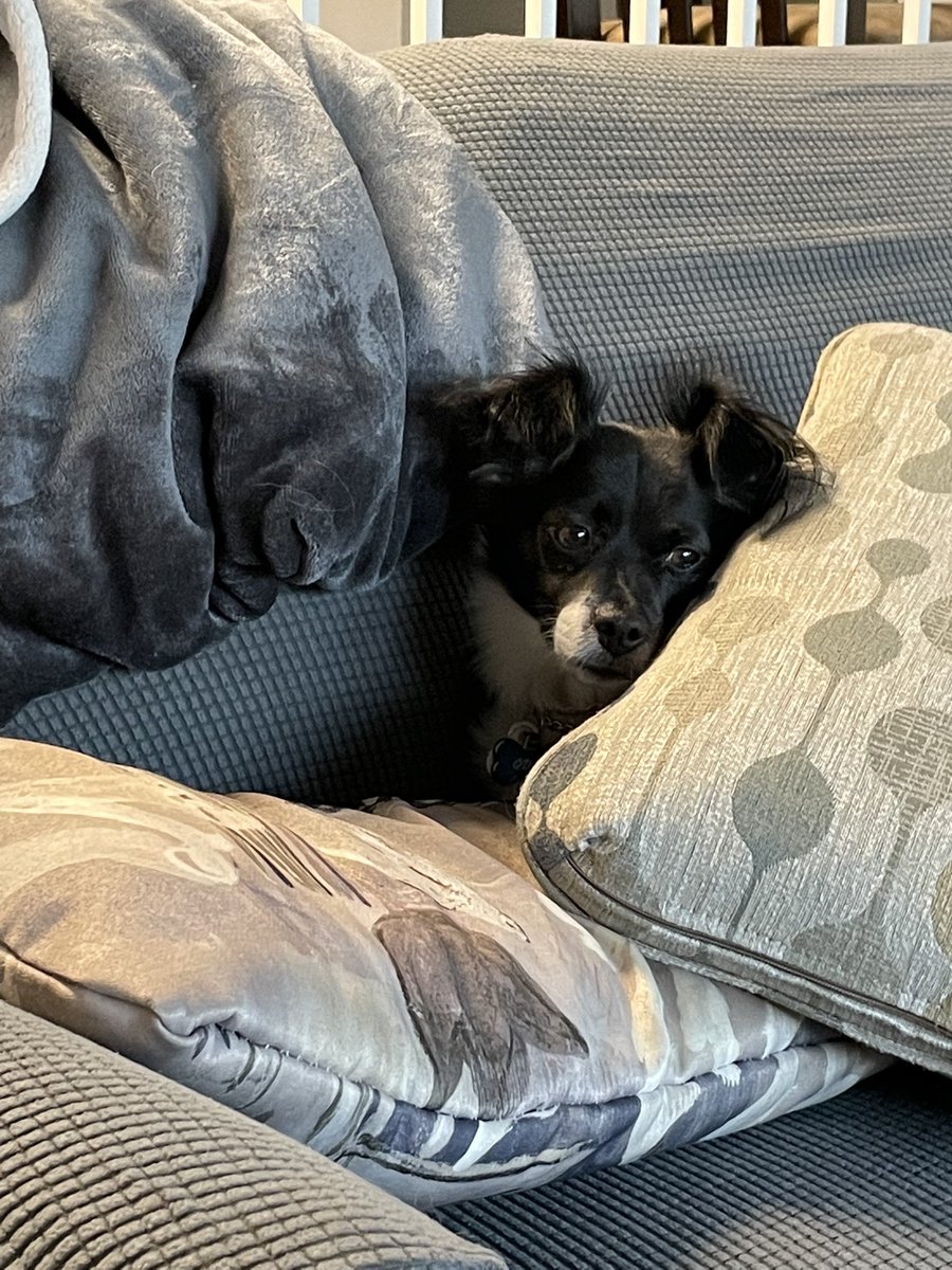 MomofOdieDexter's tweet photo. I has built a fort by mineself! Anybuddy wanna come check out my cool new pad?
#NewHome #FortsAreCool
#dogs #dogsoftwitter https://t.co/8fFCNltmll