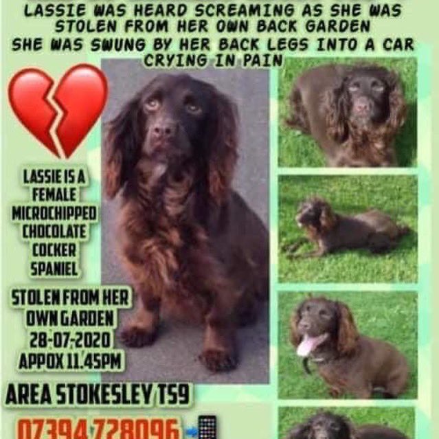 rosieDoc2's tweet photo. #allstillmissing #spanielsofinstagram
LOST? STOLEN? #theftbyfinding
πHAVE YOU SEEN US? π
JAZZ https://t.co/5uwZAHvMwi
BRAMBLE https://t.co/Sn1fF24xXb
LOLA https://t.co/HfO2u3lGNP
LASSIE https://t.co/5l0h05OetE https://t.co/KMg7xFiYOa