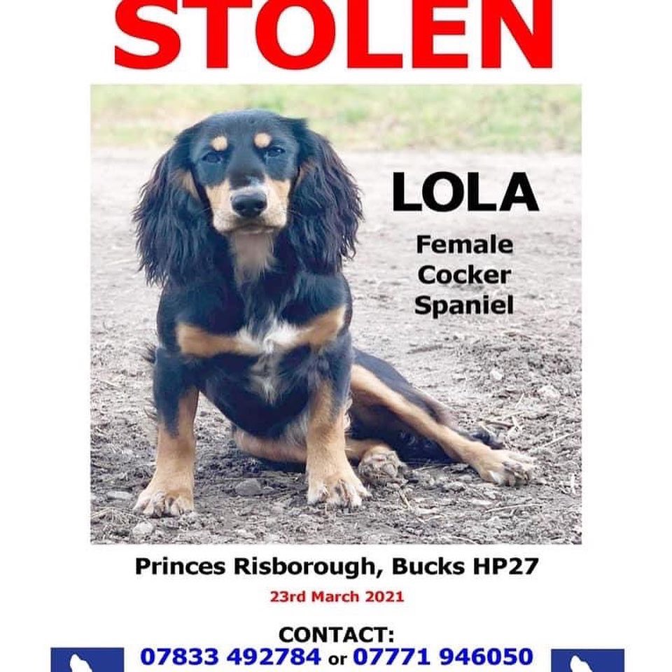 rosieDoc2's tweet photo. #allstillmissing #spanielsofinstagram
LOST? STOLEN? #theftbyfinding
πHAVE YOU SEEN US? π
JAZZ https://t.co/5uwZAHvMwi
BRAMBLE https://t.co/Sn1fF24xXb
LOLA https://t.co/HfO2u3lGNP
LASSIE https://t.co/5l0h05OetE https://t.co/KMg7xFiYOa