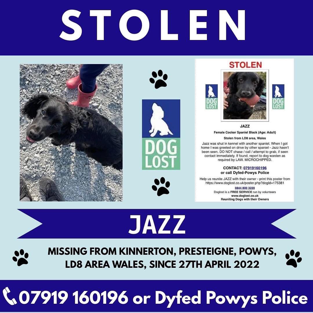 rosieDoc2's tweet photo. #allstillmissing #spanielsofinstagram
LOST? STOLEN? #theftbyfinding
πHAVE YOU SEEN US? π
JAZZ https://t.co/5uwZAHvMwi
BRAMBLE https://t.co/Sn1fF24xXb
LOLA https://t.co/HfO2u3lGNP
LASSIE https://t.co/5l0h05OetE https://t.co/KMg7xFiYOa