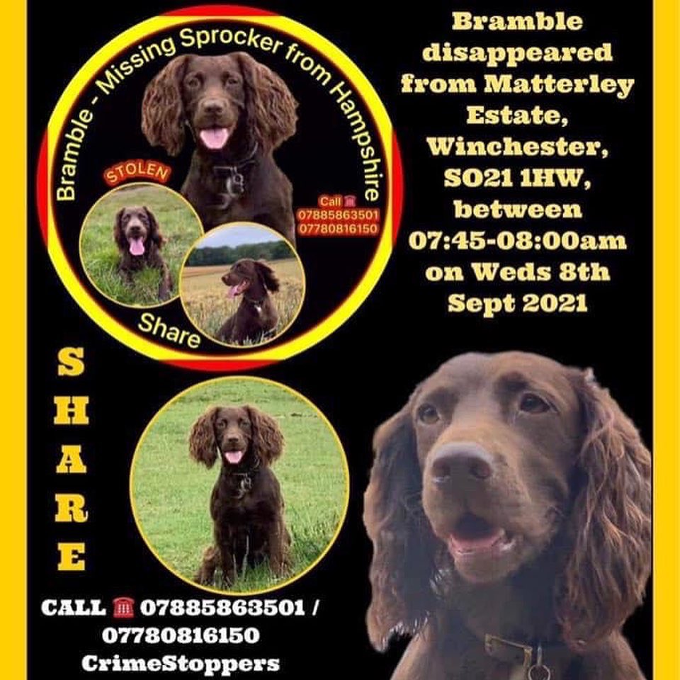 rosieDoc2's tweet photo. #allstillmissing #spanielsofinstagram
LOST? STOLEN? #theftbyfinding
πHAVE YOU SEEN US? π
JAZZ https://t.co/5uwZAHvMwi
BRAMBLE https://t.co/Sn1fF24xXb
LOLA https://t.co/HfO2u3lGNP
LASSIE https://t.co/5l0h05OetE https://t.co/KMg7xFiYOa