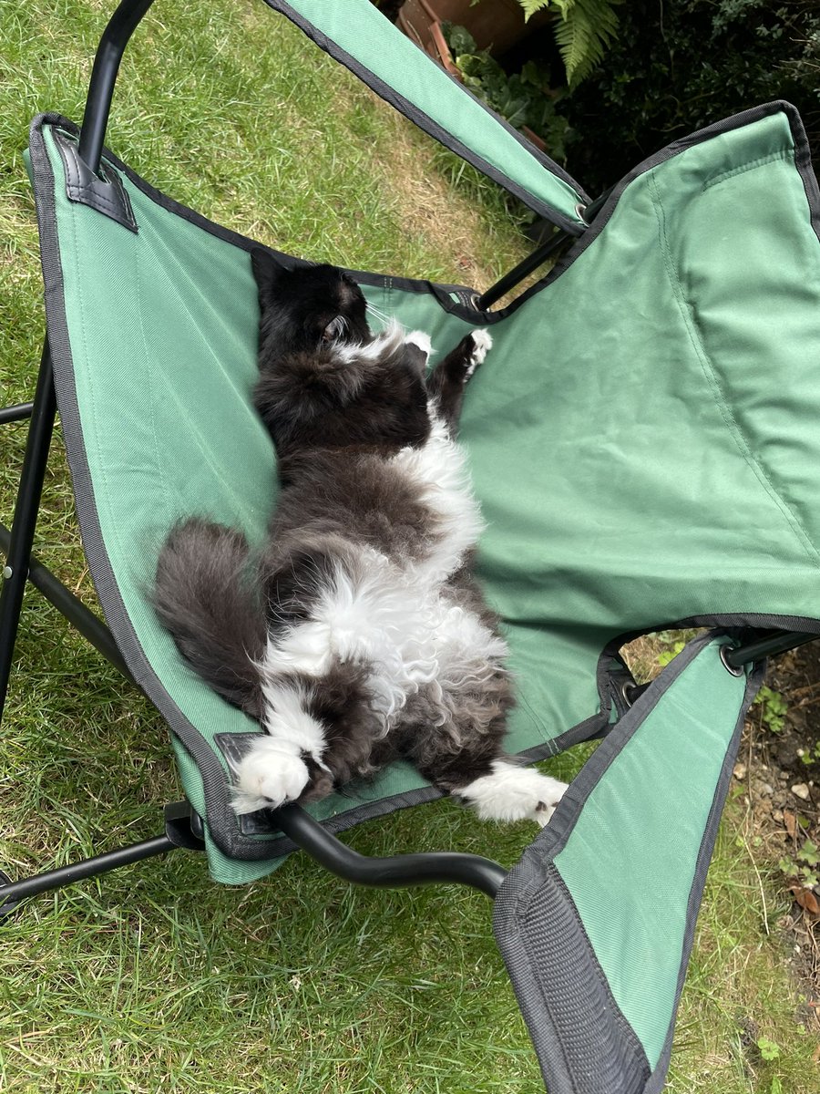 tjd19's tweet image. Molly waiting for Lucky 🐱💕🐱🍀#ohmolly #modestylove 🤦🏻‍♀️