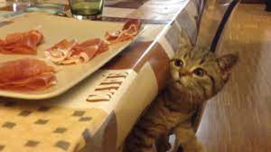 Sara_cats tweet media