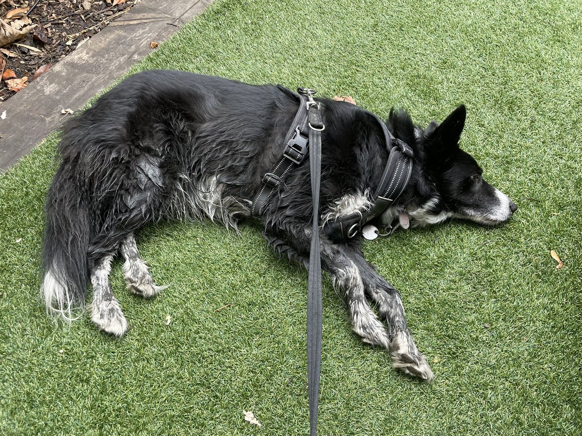 Humum wondering how when there’s a drought I seem to have found the muddiest puddle ever… 🤔