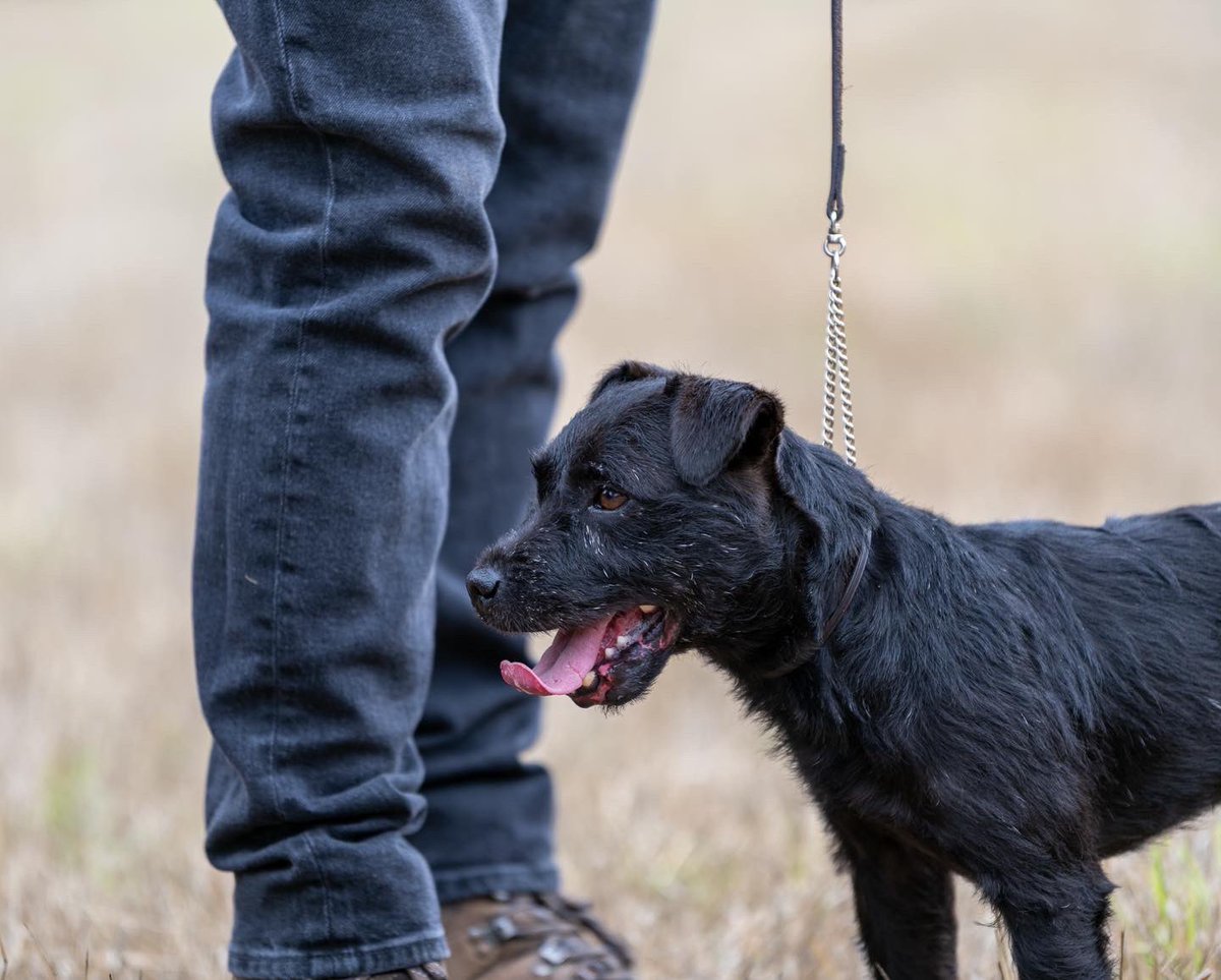 lurcherwork's tweet photo. #blackdog #patterdaleterrier #huntterrier #earthdog #diggingdog https://t.co/35jdwd8kKg
