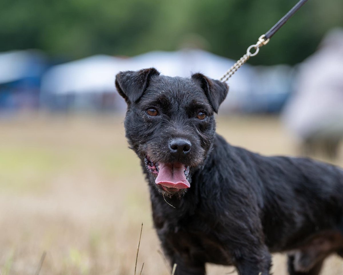lurcherwork's tweet photo. #blackdog #patterdaleterrier #huntterrier #earthdog #diggingdog https://t.co/35jdwd8kKg