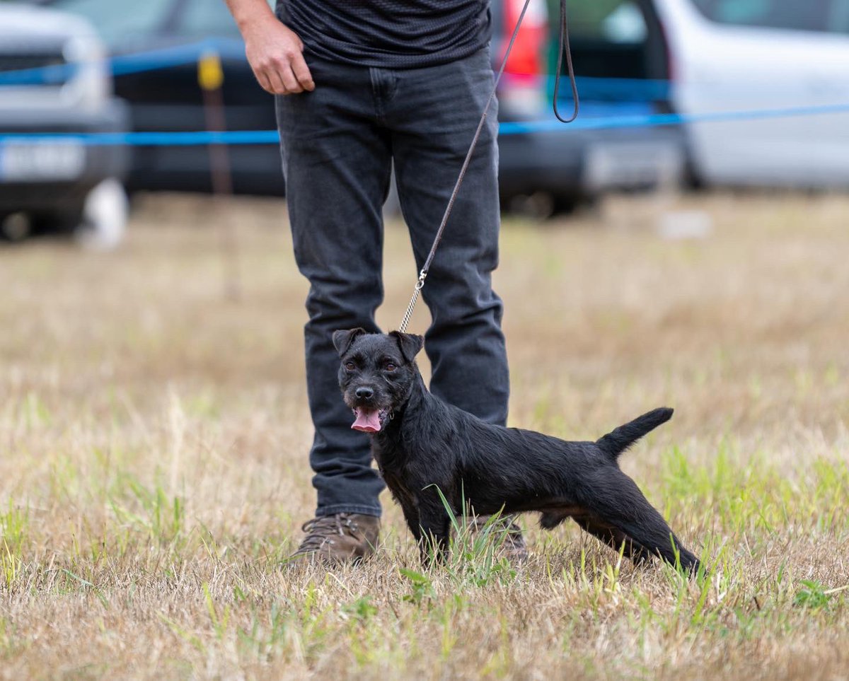 lurcherwork's tweet photo. #blackdog #patterdaleterrier #huntterrier #earthdog #diggingdog https://t.co/35jdwd8kKg