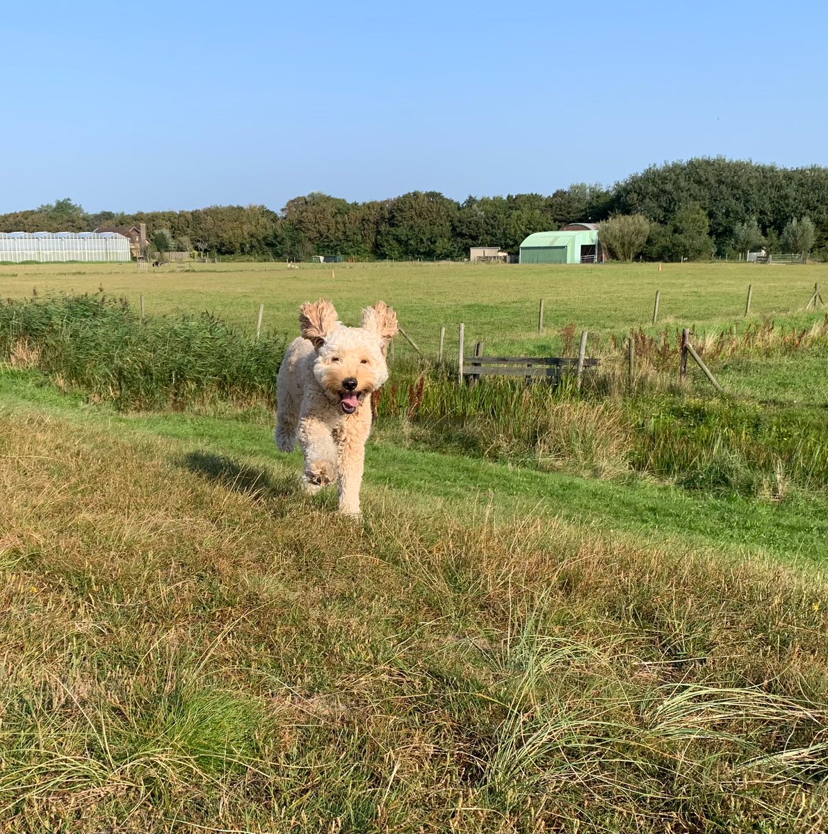 DeRavissante's tweet photo. Joep is een Goldendoodle van 2 jaar. Hij zoekt een nieuwe eigenaar. De tekst goed lezen voor je denkt de juiste eigenaar te zijn voor deze lieve reu. 

RT = veel ❤️❤️❤️❤️❤️ https://t.co/eikv9gqtSN