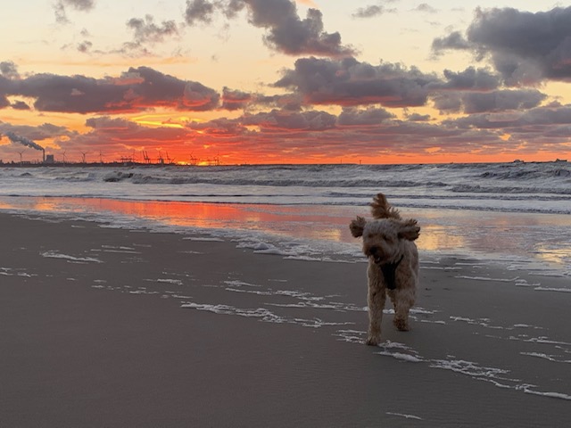 DeRavissante's tweet photo. Joep is een Goldendoodle van 2 jaar. Hij zoekt een nieuwe eigenaar. De tekst goed lezen voor je denkt de juiste eigenaar te zijn voor deze lieve reu. 

RT = veel ❤️❤️❤️❤️❤️ https://t.co/eikv9gqtSN