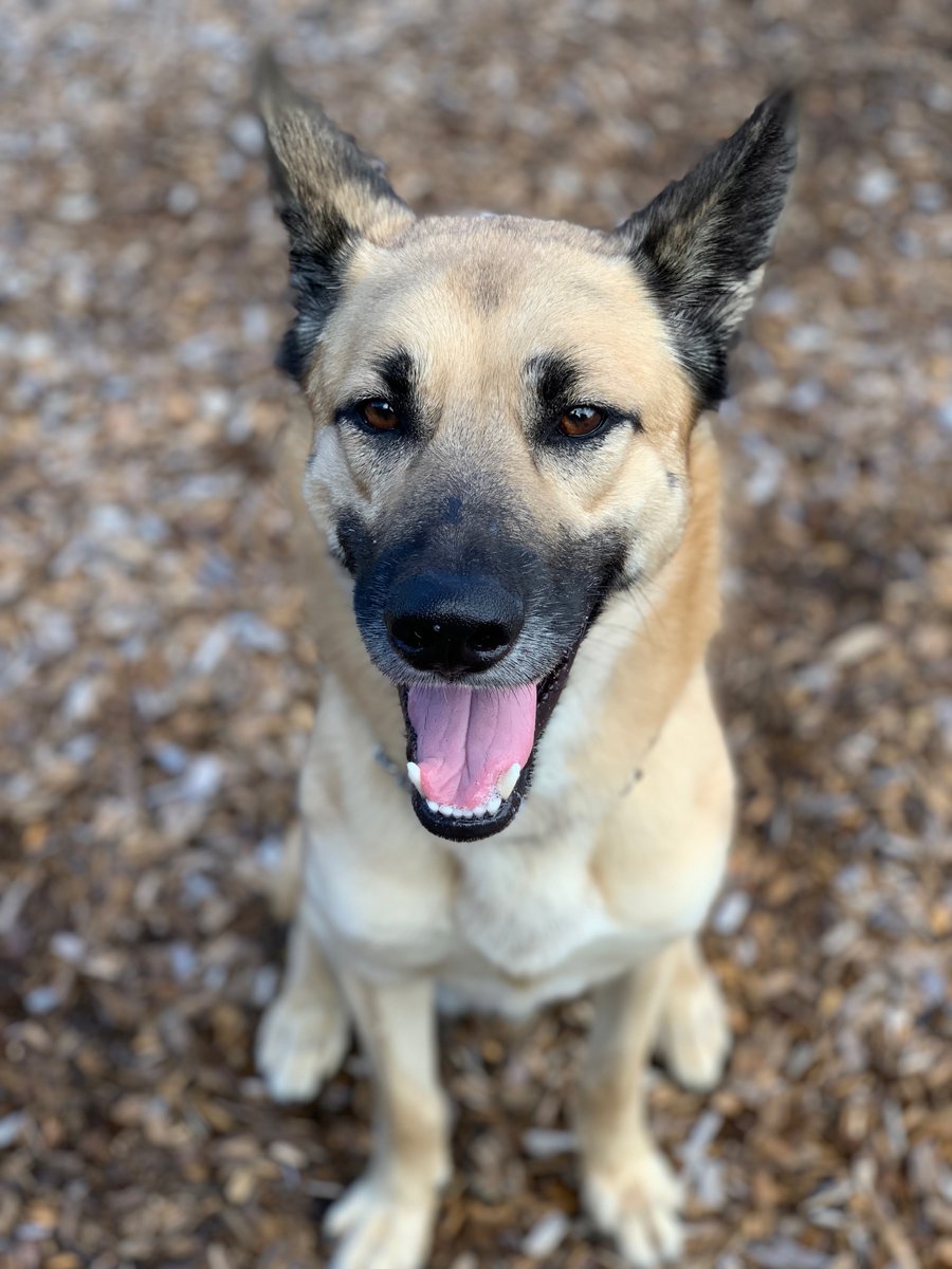 GuelphHumane's tweet photo. A @magic1061 survey says Guelph/Wellington pet owners take an average of 400 pics of their #pets per year-more than their kids. 

We want to see yours-Share your pet pics #Guelph #WellingtonCounty

#Guelphhumane #GHSCares #GuelphPets #WCPets
📷Goku 
📷Fonzie Marian &amp; Joanie https://t.co/pfgfbzah9x