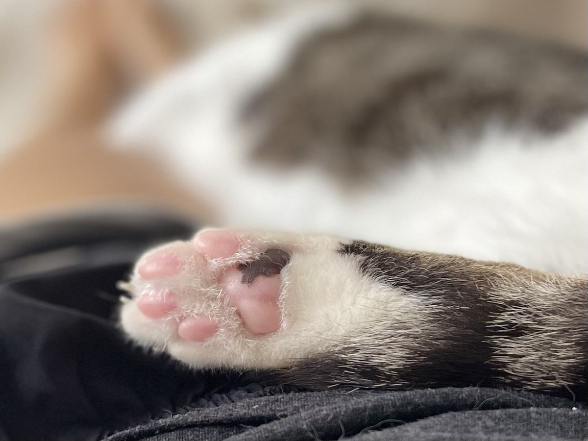 MsMonikaMiles's tweet photo. I mean … the cutest little Bank Holiday - pull my finger 😹 and now I need someone to bring me tea please. Can’t move … 

#AdoptDontShop #catgirl #BankHolidayMonday https://t.co/2FyZFcxBNg