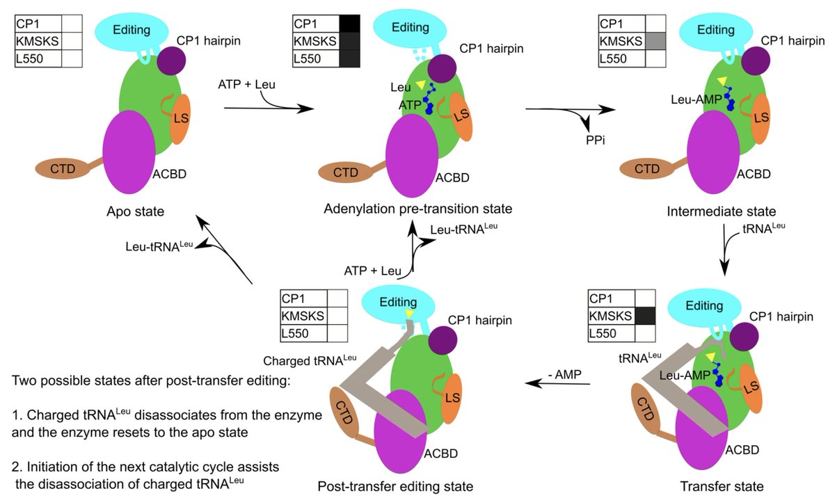 CommsBio's tweet photo. Crystal structures for leucyl-tRNA synthetase in N. gonorrhoeae reveal multi-domain conformational changes that correlate with a local peptide-plane flip in the active site to compartmentalize catalytic steps.
@PledgeTx @KU_Leuven @Zagreb_Uni 

https://t.co/jGfsjEe7OD https://t.co/jdRSzbHyRH