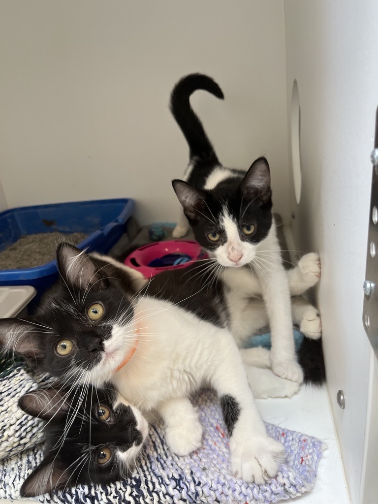 GuelphHumane's tweet photo. A @magic1061 survey says Guelph/Wellington pet owners take an average of 400 pics of their #pets per year-more than their kids. 

We want to see yours-Share your pet pics #Guelph #WellingtonCounty

#Guelphhumane #GHSCares #GuelphPets #WCPets
📷Goku 
📷Fonzie Marian &amp; Joanie https://t.co/pfgfbzah9x