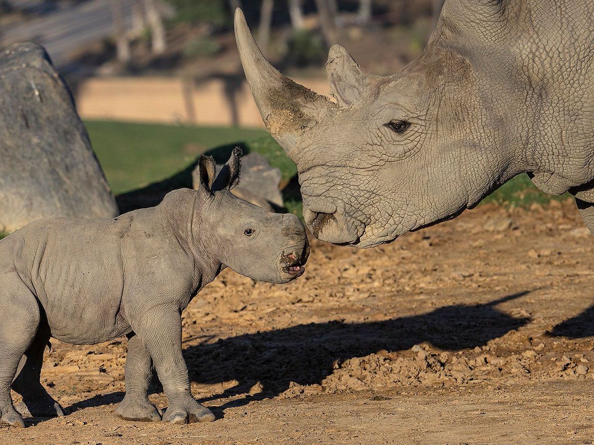 The birth of a baby white rhino at the San Diego Zoo is a cause for celebration. zpr.io/iEDjYs7UK9yP zpr.io/Wm7estyGngiS