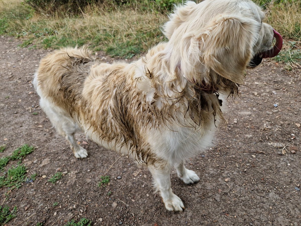 MillieDog12's tweet photo. Doggy fun 😁
Human revenge ☹️ https://t.co/vvAURt8CD4