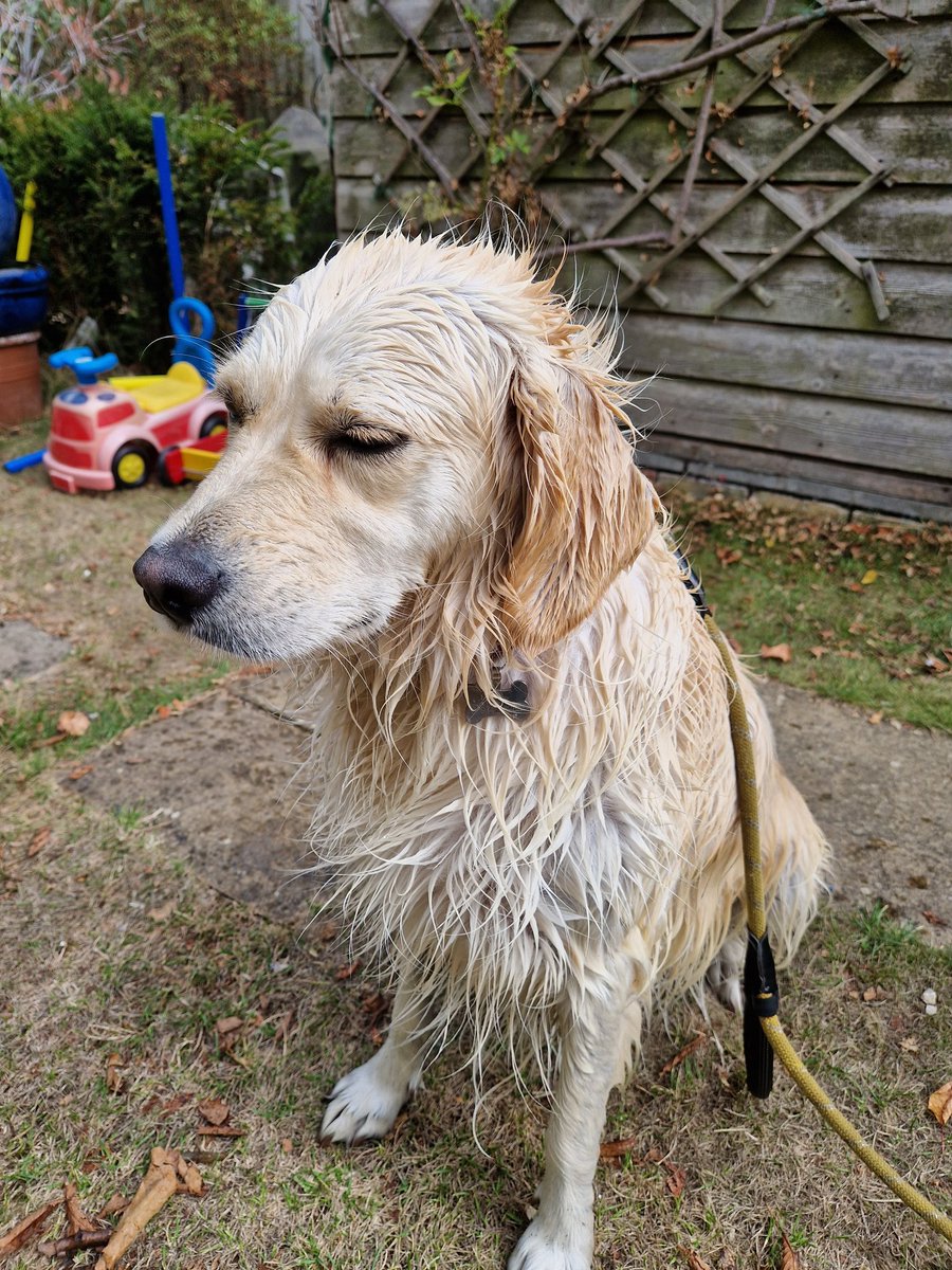 MillieDog12's tweet photo. Doggy fun 😁
Human revenge ☹️ https://t.co/vvAURt8CD4