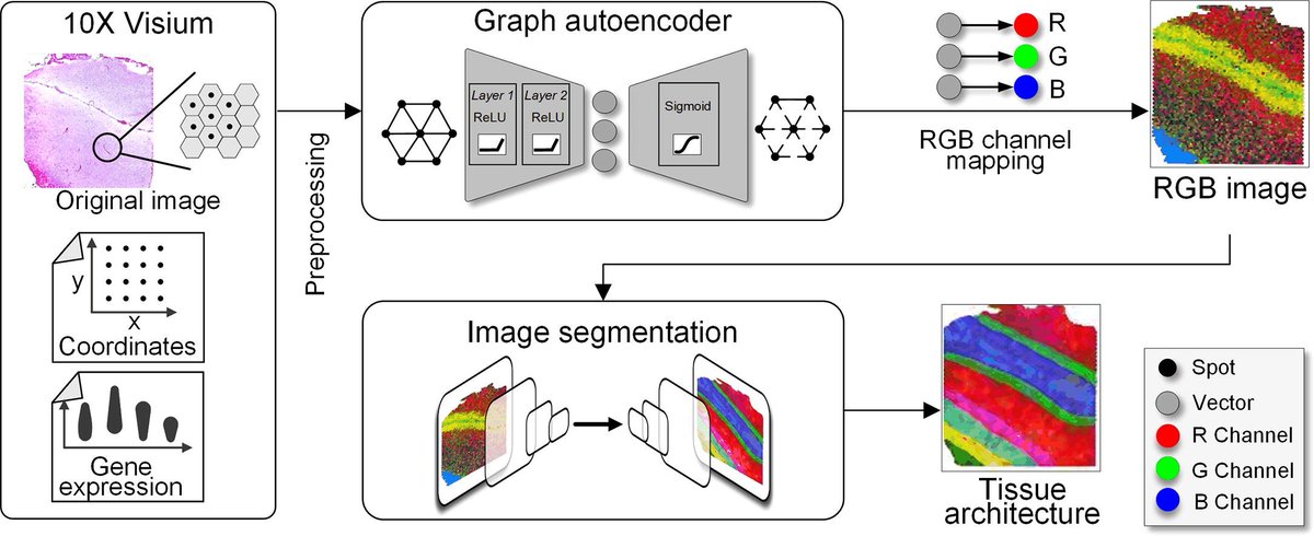 Pelotonia Institute for Immuno-Oncology tweet media