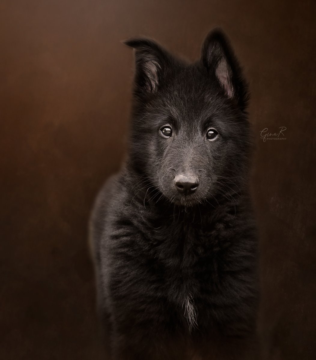 ginachillin's tweet photo. Happy Monday ~ Dax at 10 weeks old β€οΈ
Bank holiday practice in photoshop whilst listening to the fab @bushontheradio @absoluteradio #IndieDisco All dayer
#puppiesoftwitter #puppylove #fineartpuppy #texturetastic #groenendael #dogmodel #dogphotographer #ginar #Hull #Yorkshire https://t.co/mcEU1u1pLk