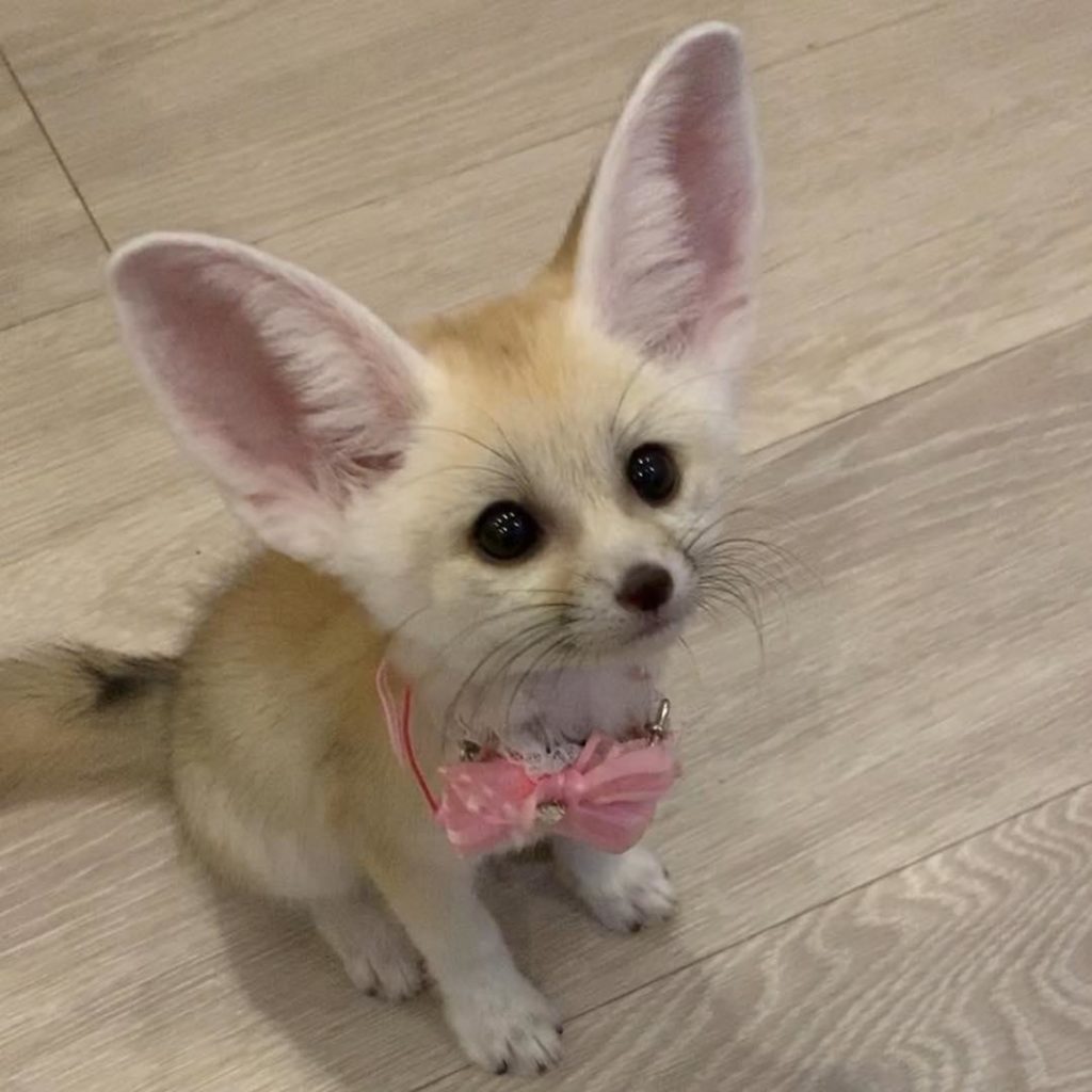 FennecEveryHr's tweet photo. https://t.co/8DOMNOb9CF