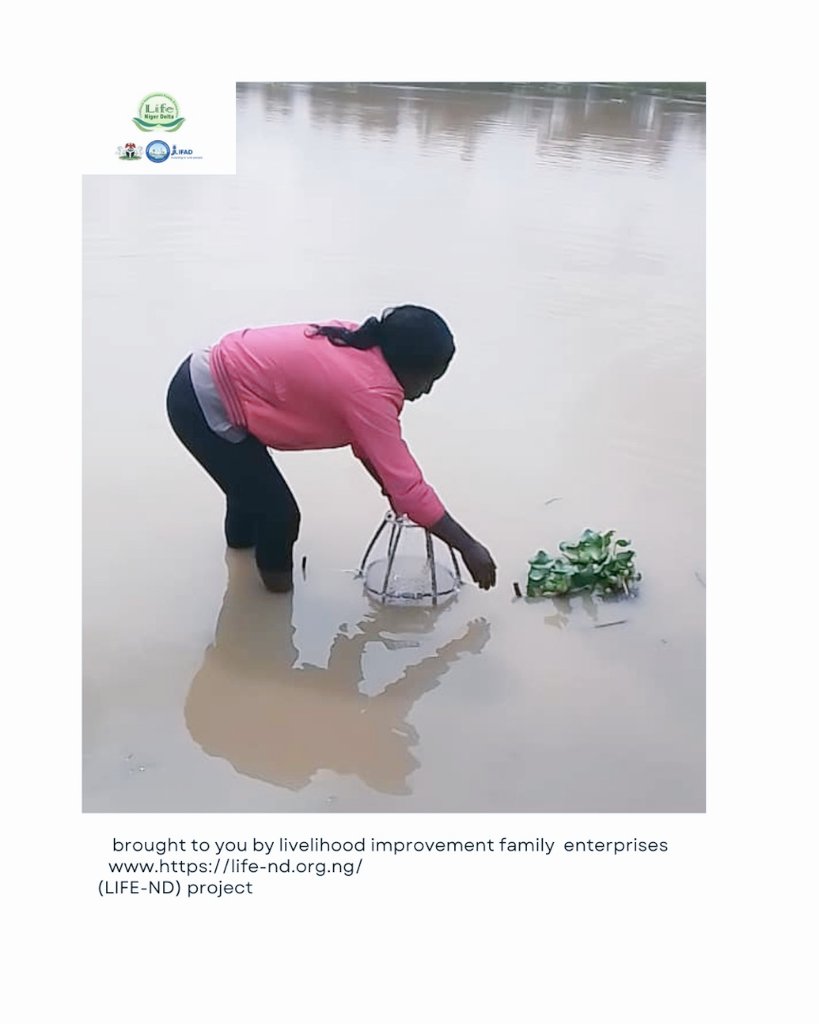 Life_ND_9's tweet photo. This how the LIFE-ND  incubatees set traps to catch fish
#harvest #LIFE_ND #incubatees #youthempowerment https://t.co/ra4jhZWwLk