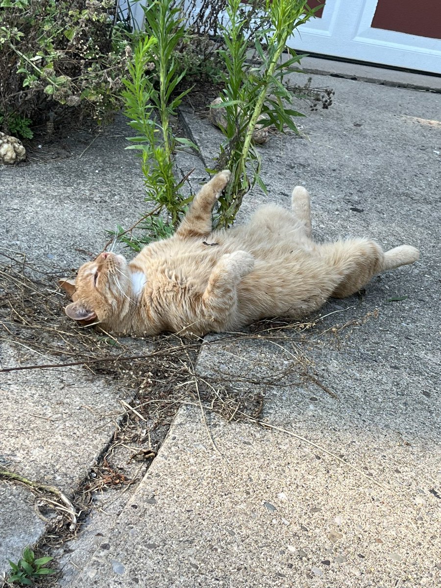 craig mehr tweet media