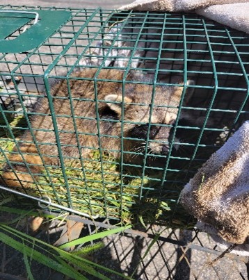 MiamiTwpPARKREC's tweet photo. Crime Spree / Miami Twp. Community Garden.
#SuspectsCaught@MiamiTwpOH https://t.co/Uhw1zG1H7V