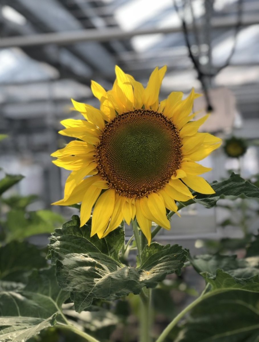 🌻Ever wonder how the capitulum evolved? Excited to announce our NSF PGRP award to ask that question! Work will generate new genomic resources across Asterales, Dipsacales and Apiales to address broad questions related to capitulum development and evolution <a href="/Dsjones552/">Daniel Jones</a> <a href="/jmbrkphd/">jmb, phd</a>