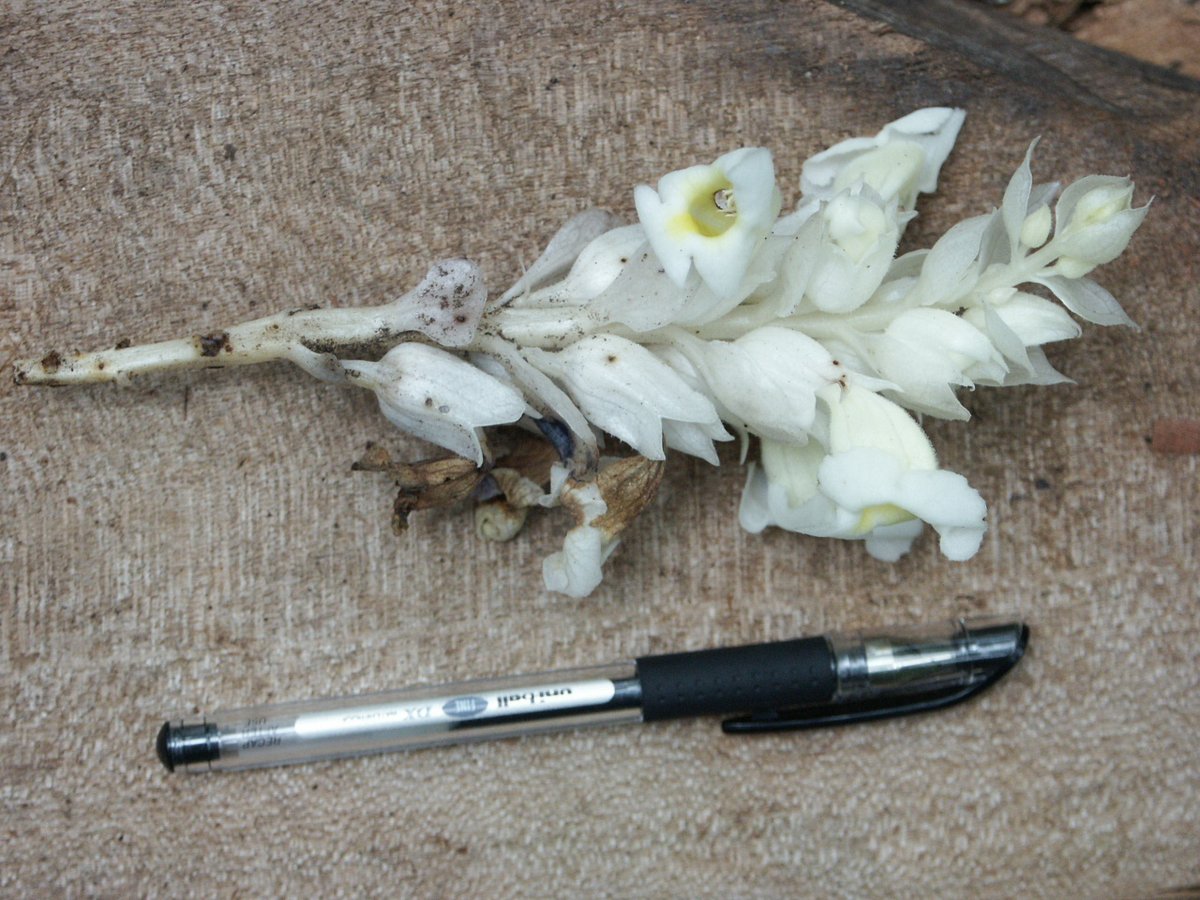 A new species to #Science just published by <a href="/EAHerbarium_NMK/">The East African Herbarium (EA)</a> <a href="/museumsofkenya/">National Museums of Kenya</a> staff! #Harveya kiangombensis (#Orobanchaceae), named after the type locality (Kiang'ombe) in #Embu County. The species is only known from one location! Photo by <a href="/mwachala_g/">Geoffrey Mwachala</a>; doi.org/10.11646/phyto…