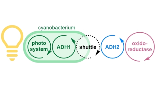 Angewandte Chemie (@angew_chem) on Twitter photo Transmembrane Shuttling of Photosynthetically Produced Electrons to Propel Extracellular Biocatalytic Redox Reactions in a Modular Fashion (Kroutil) <a href="/elk_crew/">The Elk Crew 🦋 elkcrew.bsky.social</a> <a href="/WKroutil/">Wolfgang Kroutil</a> <a href="/ck_winkler/">Christoph Winkler</a> <a href="/JurkasValentina/">Valentina Jurkaš</a> #openaccess #AngewandteVIP onlinelibrary.wiley.com/doi/10.1002/an… Transmembrane Shuttling of Photosynthetically Produced Electrons to Propel Extracellular Biocatalytic Redox Reactions in a Modular Fashion (Kroutil) <a href="/elk_crew/">The Elk Crew 🦋 elkcrew.bsky.social</a> <a href="/WKroutil/">Wolfgang Kroutil</a> <a href="/ck_winkler/">Christoph Winkler</a> <a href="/JurkasValentina/">Valentina Jurkaš</a> #openaccess #AngewandteVIP onlinelibrary.wiley.com/doi/10.1002/an…