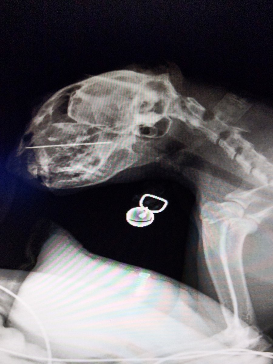 Early Sunday morning, Suki's owners were concerned she swallowed a needle

Suki was sedated and thankfully the needle wasn't in Suki's stomach. Our team located and removed the needle in the roof of her mouth. She made a full recovery albeit a little sore! 🐱 👩‍⚕️

#ScarsdaleVets