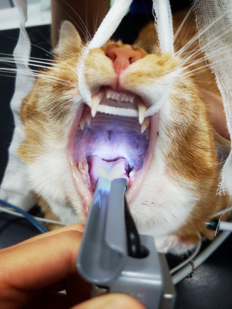 Scarsdale Vets tweet media