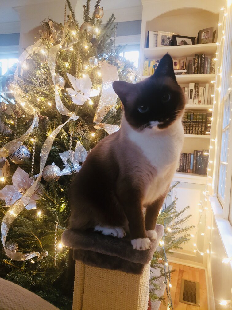 Kish_Parella's tweet image. 2/ Corbin wishes all #1Ls, #2Ls, and #3Ls the following Law School Wishes. . .