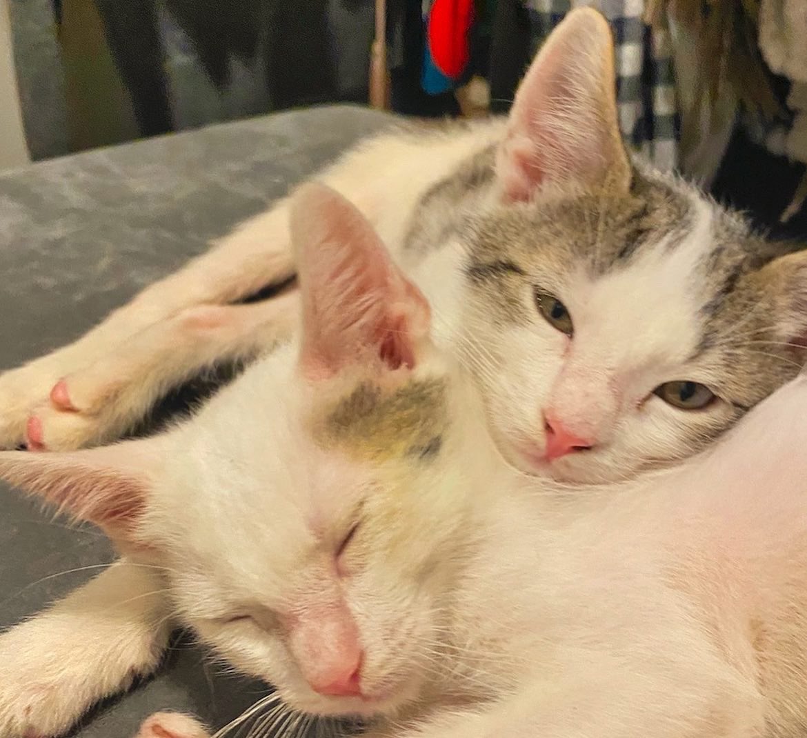 CatioGuy's tweet photo. Introducing the Three Amigos

We did a thing! Yes, we adopted 3 precious, fun-loving, furballs. So much joy! 😻 https://t.co/WeVHDFOASo