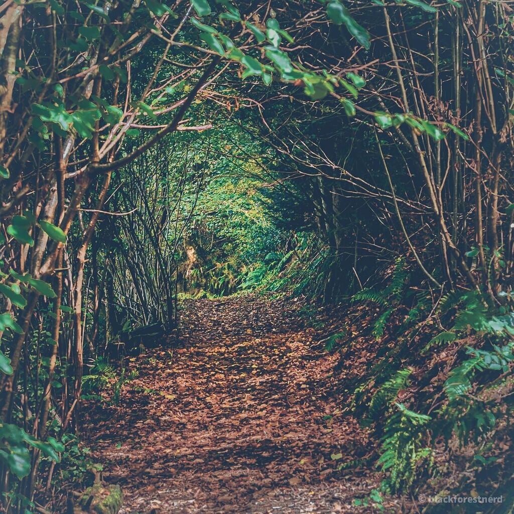 SIRDonnergott's tweet photo. Just a 15km #dogwalk - looks like #autumn in the meanwhile #doglover #notrashnotrace #takeourtrashbackhome #nature #naturephotography #naturelovers #blackforestnerd #blackforest #germany #video #photography #inspiraton #stayhealthy #relax #enjoylife #sun… https://t.co/8ocKot7vHx https://t.co/3ooSuvIfZO