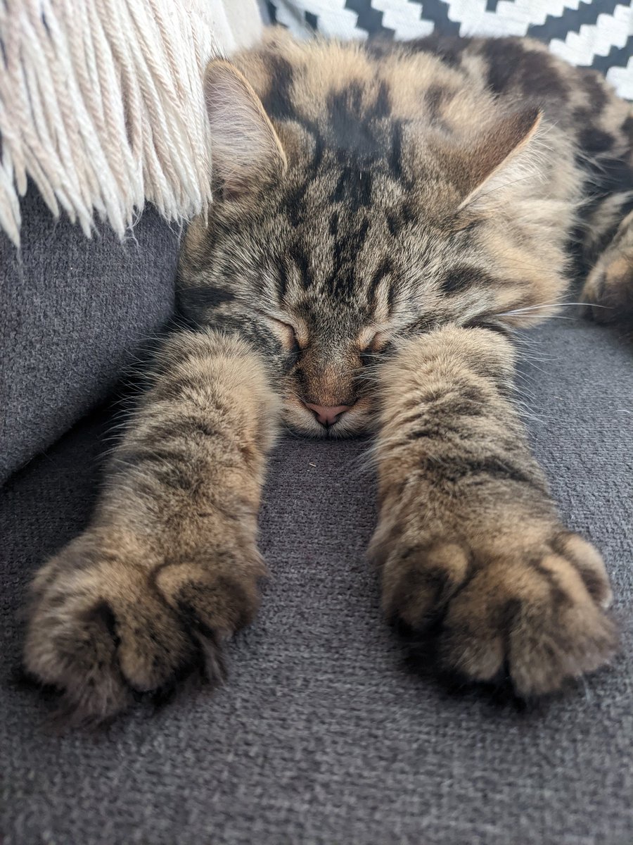 #sleepysunday, human content censored! #CatsOfTwitter #AdoptDontShop