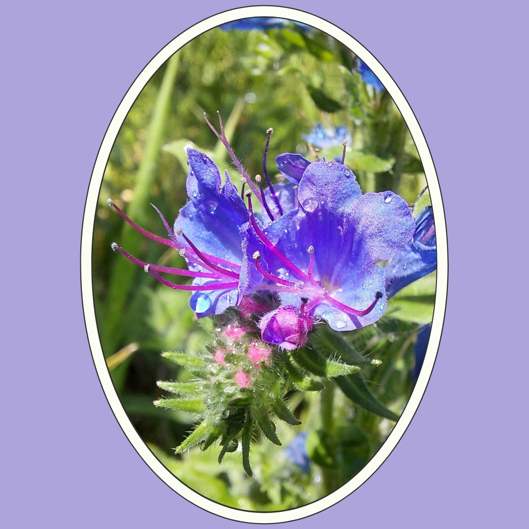 Friends of the Rouge tweet media